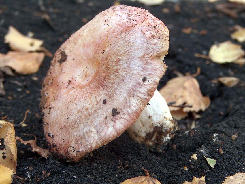 Lactarius torminosus